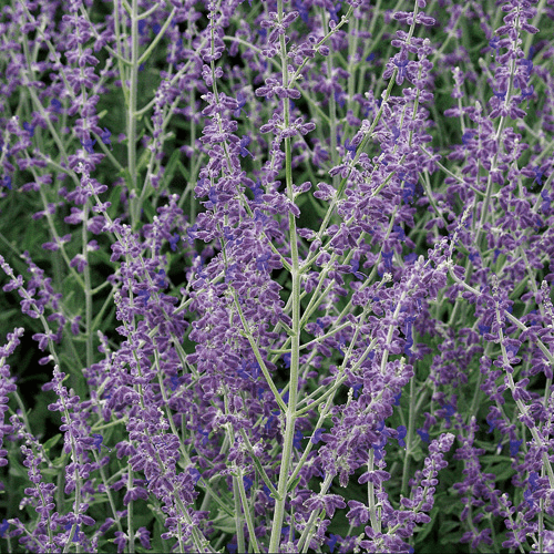 Des images de diff�rentes plantes